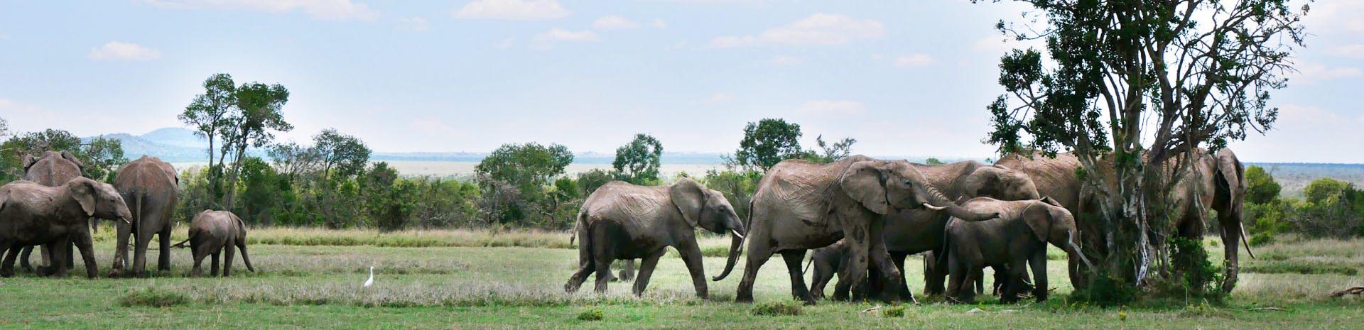 A herd of elephants huddle around a tree and explore a grassland