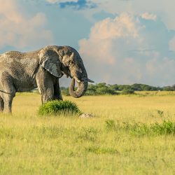 Wildlife Campaign