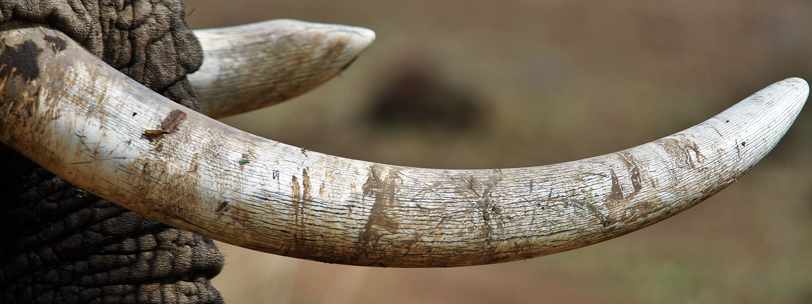 A close view of an elephant's tusks