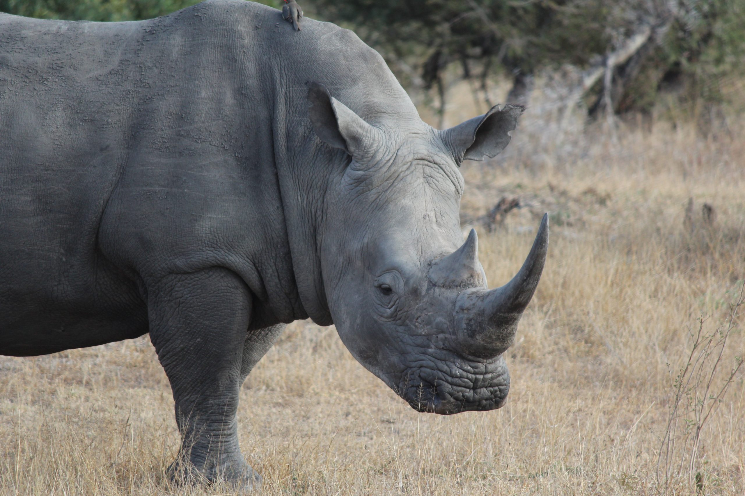 Stop the Slaughter: Close Domestic Rhino Horn Markets — EIA