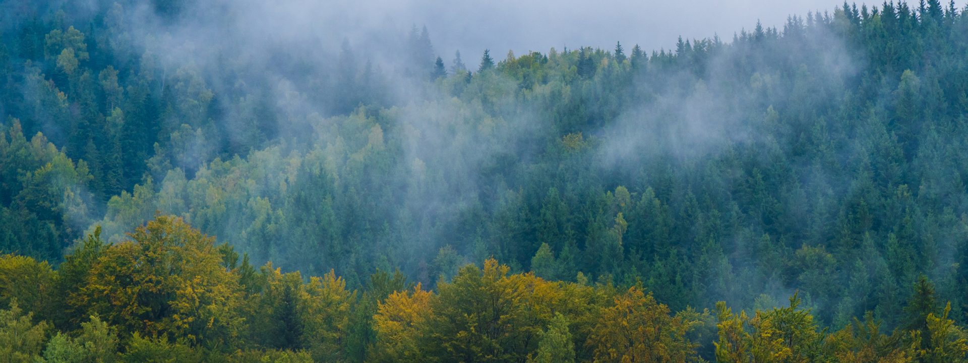 Illegal logging in the Russian Far East is of particular concern because the forests are home to the last 450 wild Siberian tigers. The Lumber Liquidators case was investigated jointly by the U.S. Fish & Wildlife Service and Homeland Security Investigations and prosecuted by the Department of Justice under the name “Operation Oakenshield.”