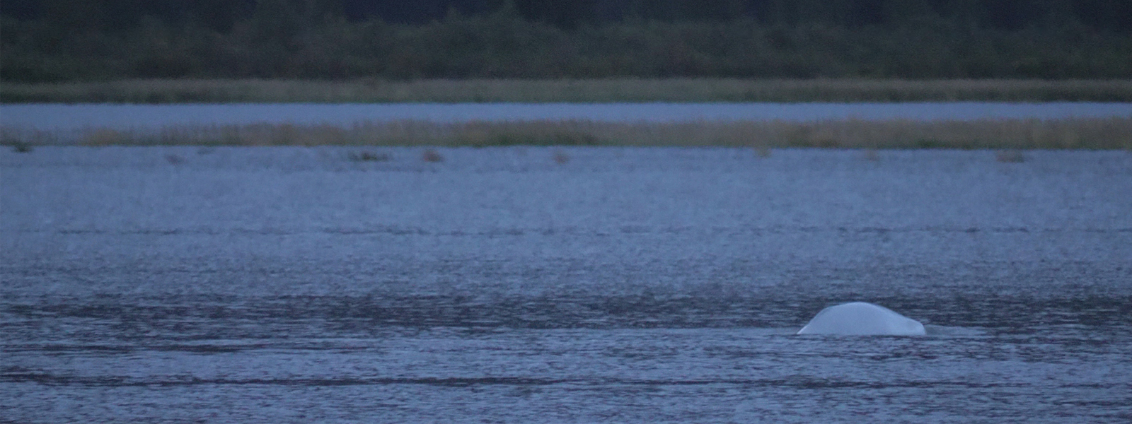 Illegal logging in the Russian Far East is of particular concern because the forests are home to the last 450 wild Siberian tigers. The Lumber Liquidators case was investigated jointly by the U.S. Fish & Wildlife Service and Homeland Security Investigations and prosecuted by the Department of Justice under the name “Operation Oakenshield.”