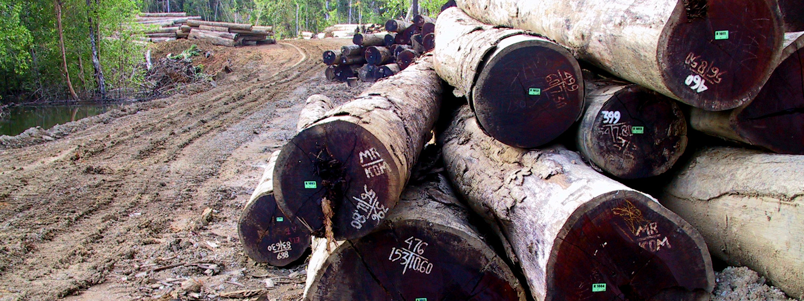 <p>Illegal logging in the Russian Far East is of particular concern because the forests are home to the last 450 wild Siberian tigers. The Lumber Liquidators case was investigated jointly by the U.S. Fish & Wildlife Service and Homeland Security Investigations and prosecuted by the Department of Justice under the name “Operation Oakenshield.”</p> 