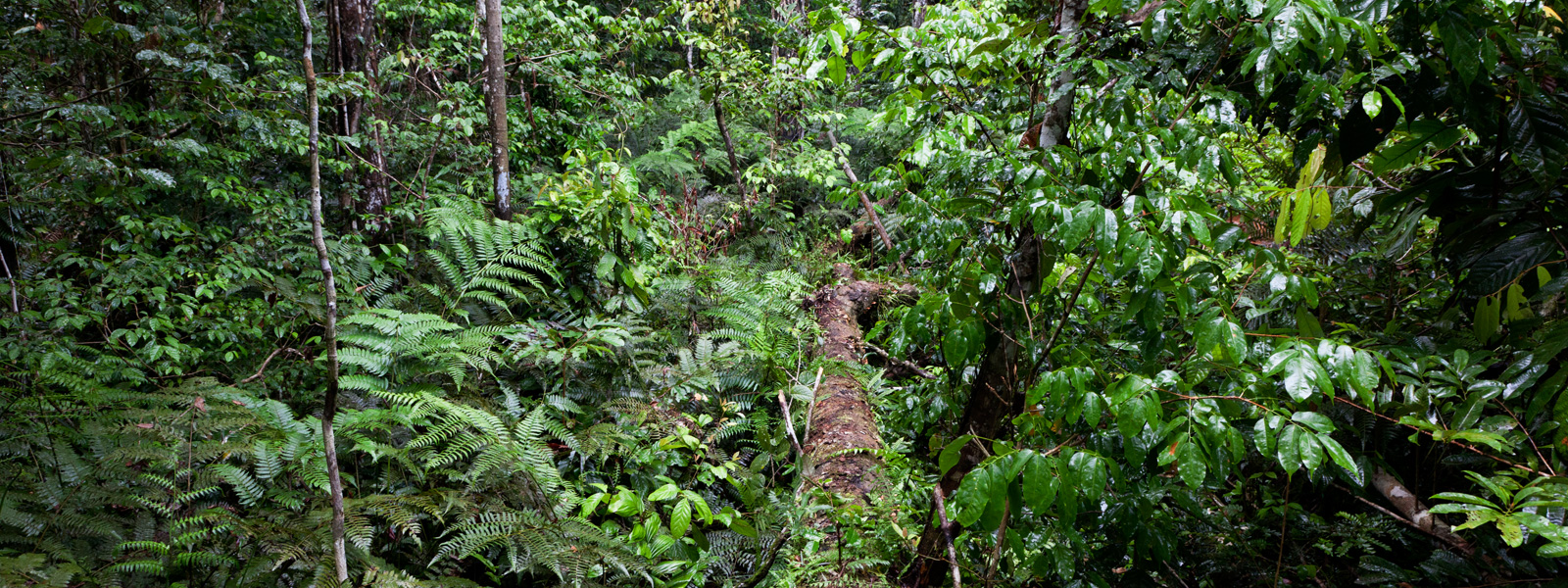 Peru’s Forest Sector: Ready for the New International Landscape — EIA