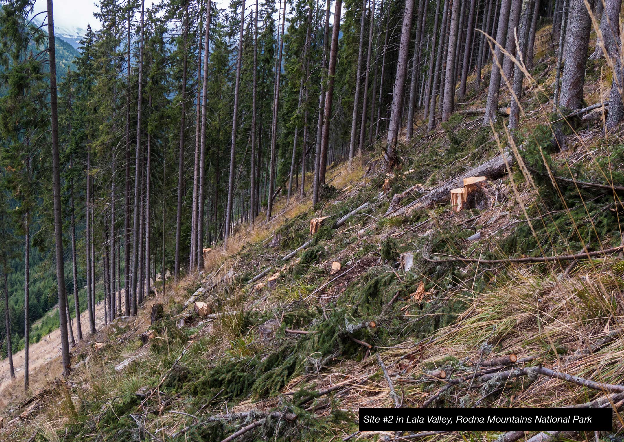 ルーマニア北部ロドナ山脈国立公園での違法伐採（2017年10月) — EIA