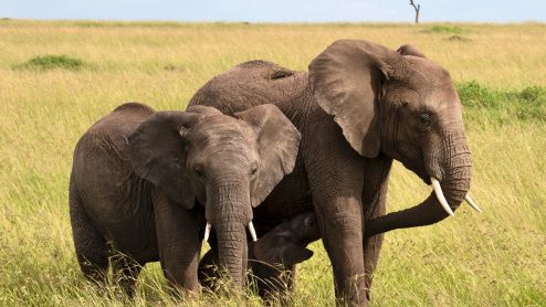 A pair of elephants with a calf running underneath them
