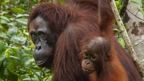 An orangutan and its child