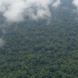 Forest Campaign