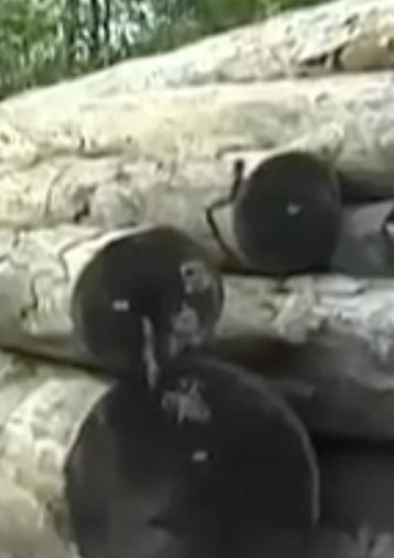 Blurry image of log piles