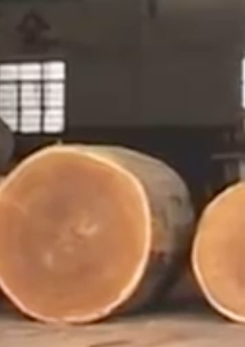 Workers in a warehouse examine logs nearly as tall as they are