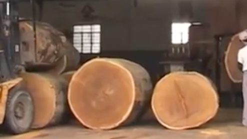 Workers in a warehouse examine logs nearly as tall as they are