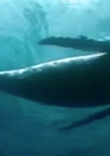 A whale silhouetted against the surface
