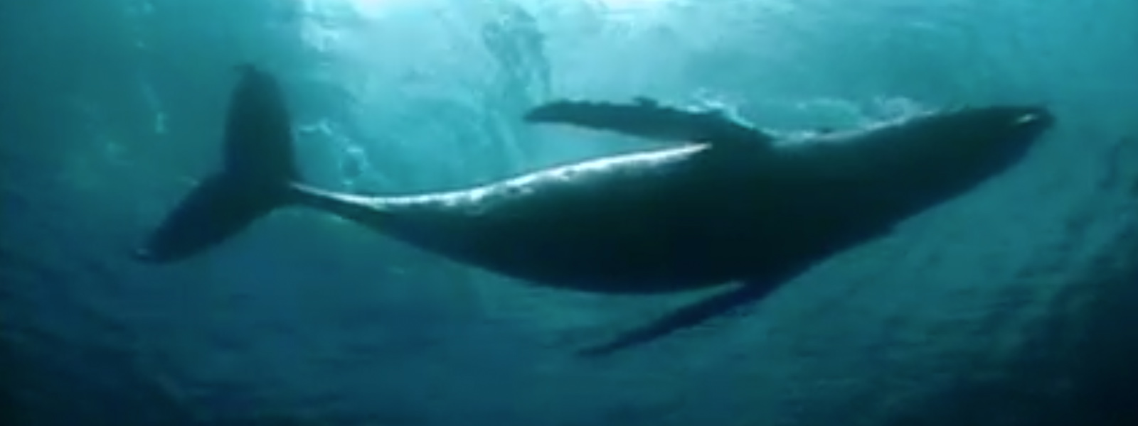 A whale silhouetted against the surface