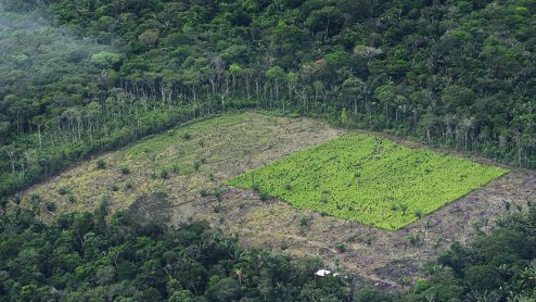 Aerial photo of a forest with a large square area of trees having been taken down. The patch of land that remains is mainly dirt and shrubbery