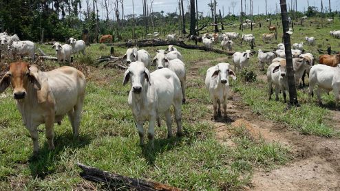 A herd of cattle surrounded by charred and fallen trees