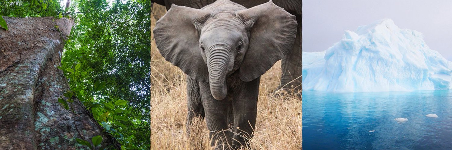 A baby elephant flanked by images of a forest and iceberg
