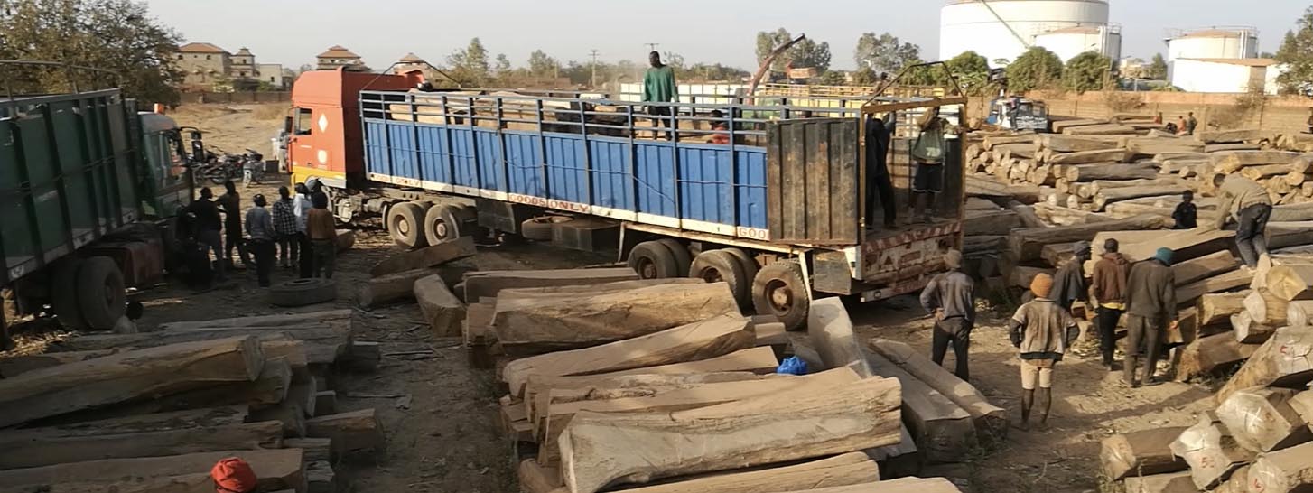 A group of workers in a logyard load timber onto a truck