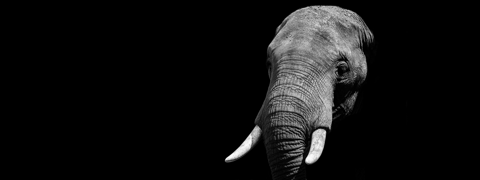 An elephant emerges from the dark