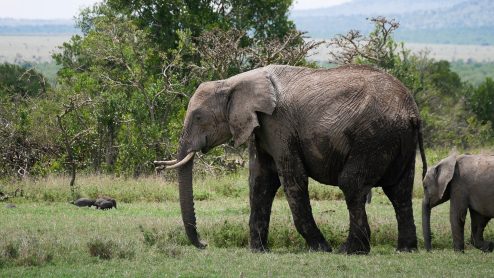 Elephant walking with calf