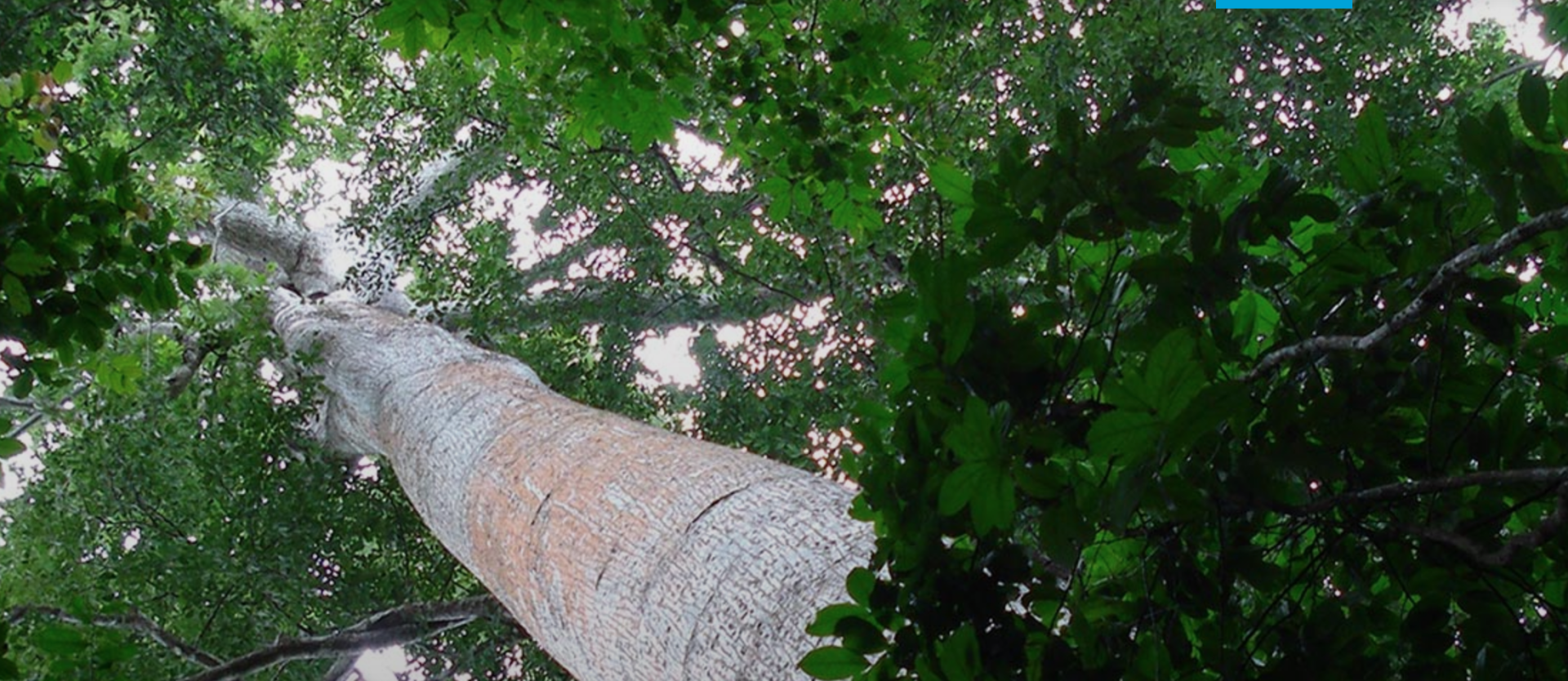 Looking up at a tall tree