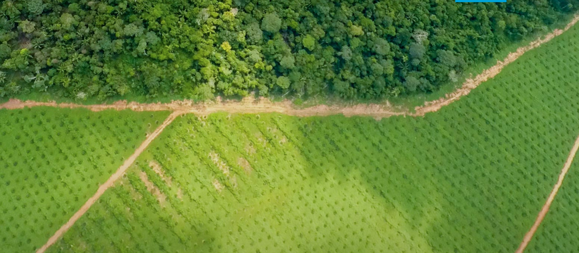 Cleared land contrasts sharply against a forest