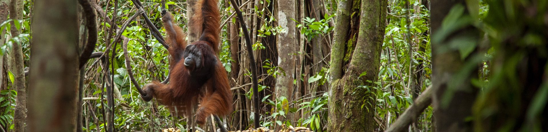 An orangutan swings from a vine