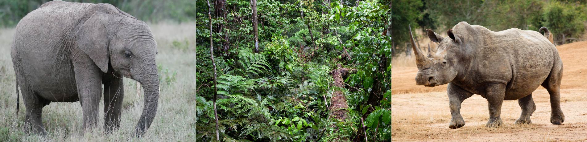 An elephant and rhino juxtaposed against a forest