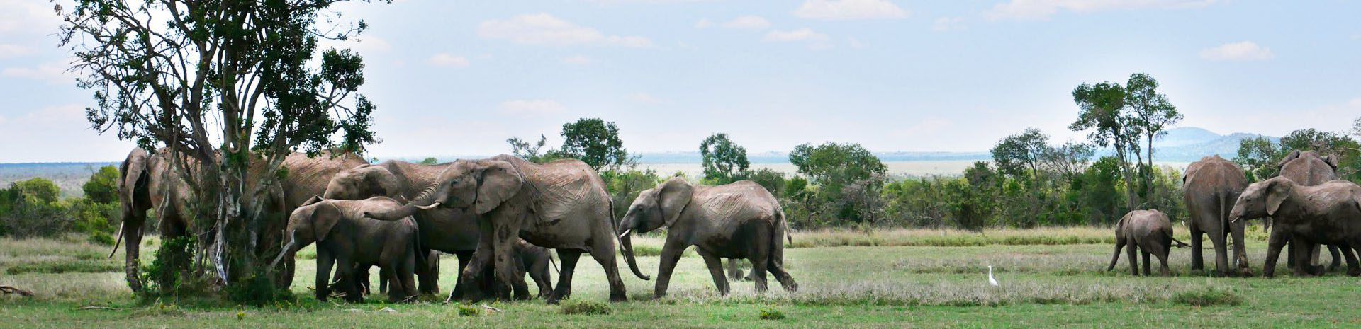 A herd of elephants huddle around a tree and explore a grassland