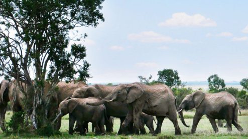 A herd of elephants huddle around a tree