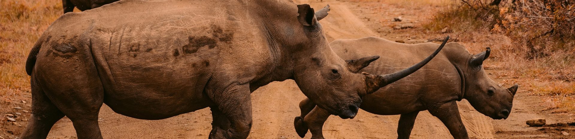 A rhino and calf run across a road