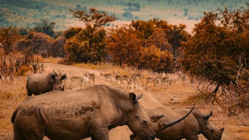 A rhino and calf run across a road while another rhino and a herd of antelope look on