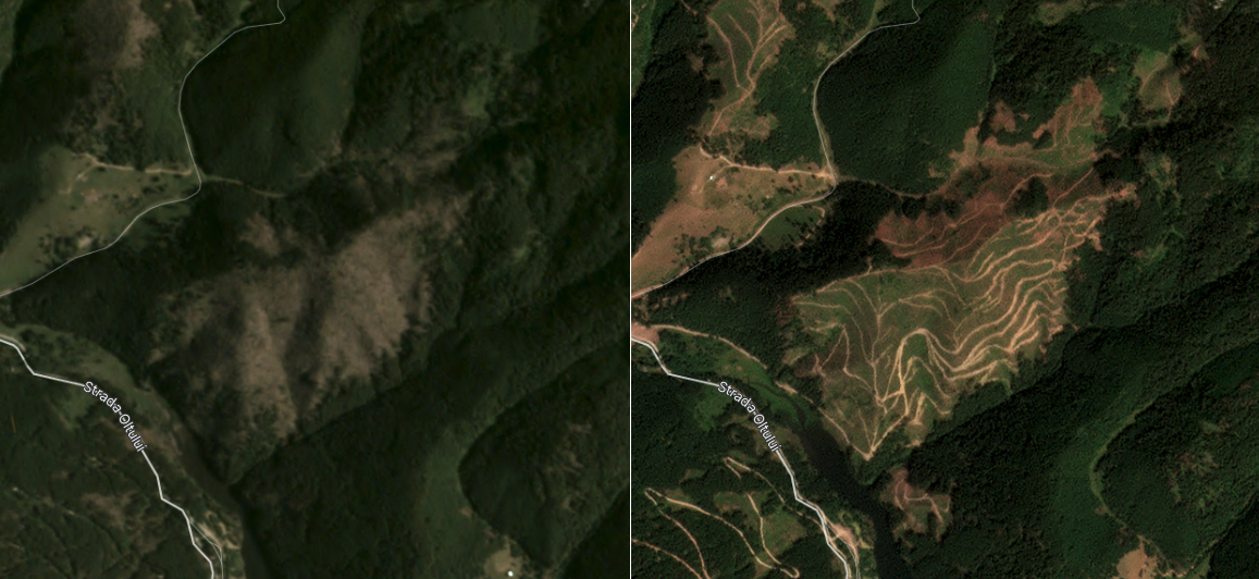Ameco sourced logs from this 60 hectare windfall clearcut. Images taken July 2020 vs July 2022, obtained from Planet Labs