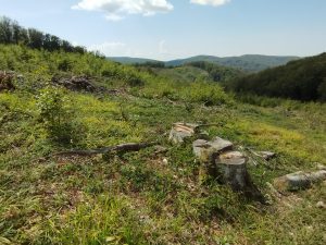 Clearcut in a Natura 2000 site linked to Ecoforest, Romania (EIA)