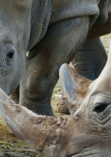A close view of two rhinos