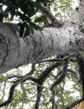 Elephant and tiger eyes contrasted against a tall tree