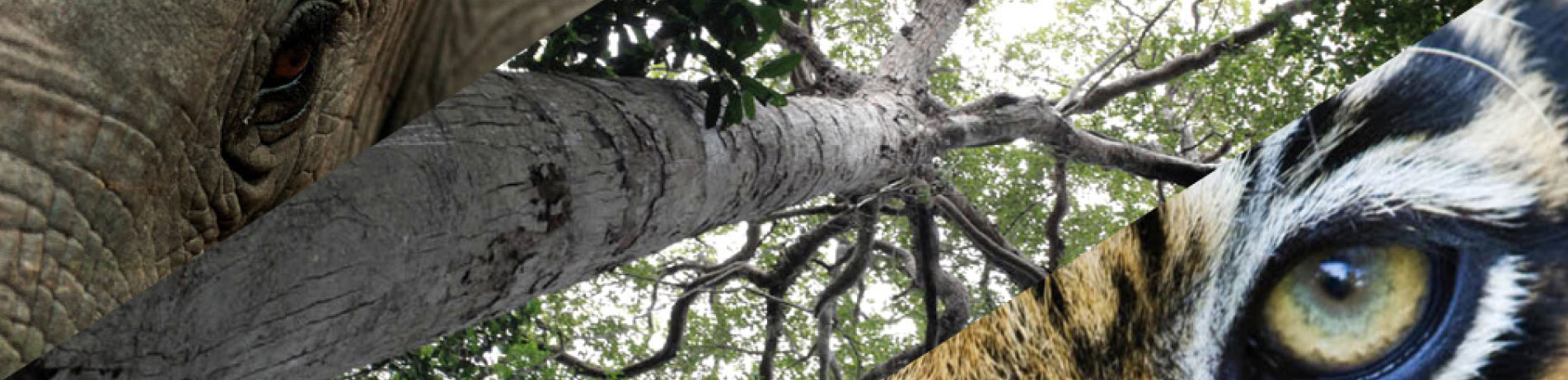 Elephant and tiger eyes contrasted against a tall tree