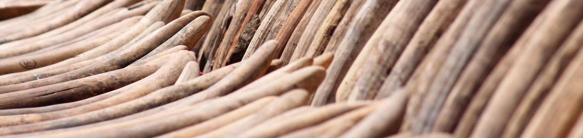 Rows of elephant ivory tusks