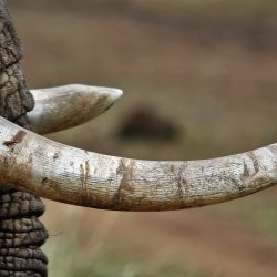 A close view of an elephant's tusks