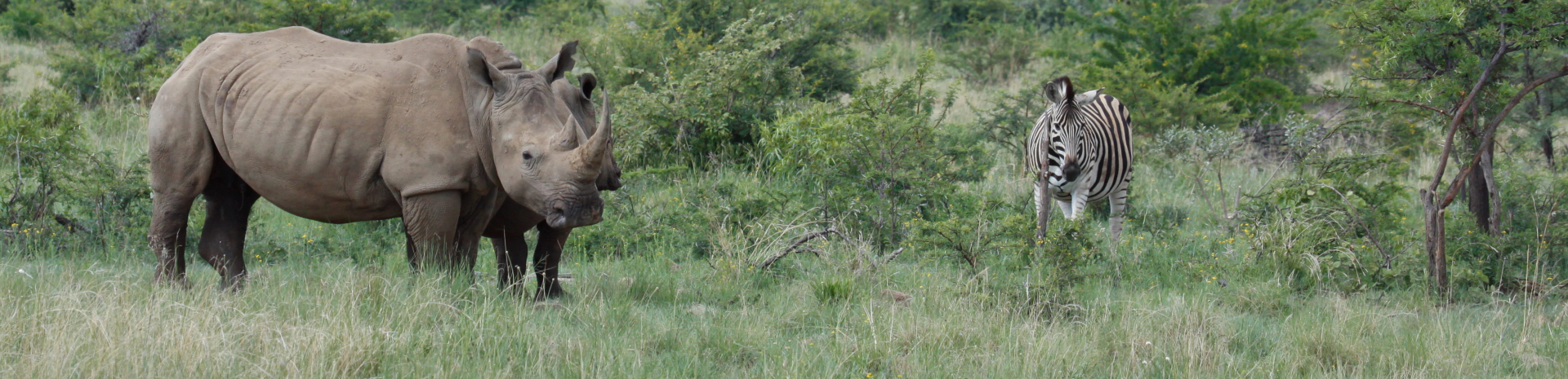 Rhinos and zebras on scrubland