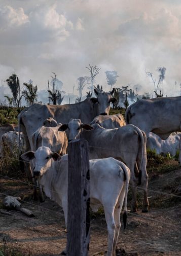 A herd of cattle on a landscape that appears to be burning in the background