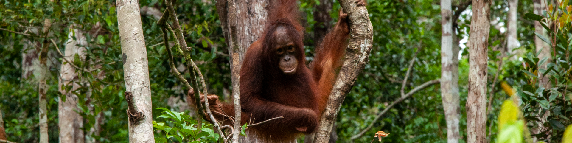 A orangutan swings from a tree