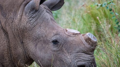 A rhino with chopped-off horns