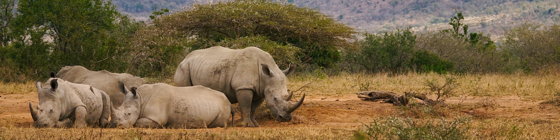 A herd of rhinos lies in a cluster
