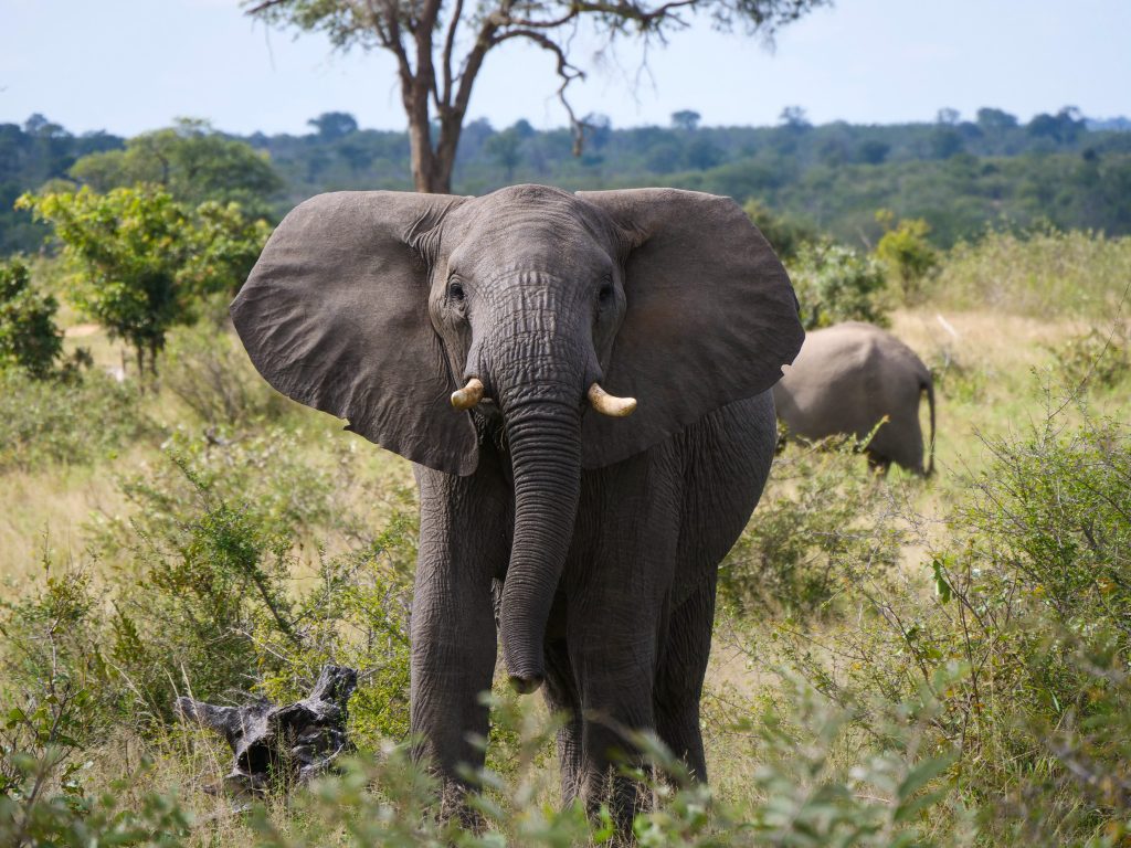 An African elephant looks up with ears spread wide.
