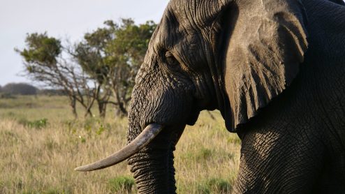 A profile of an elephant with sharp tusks