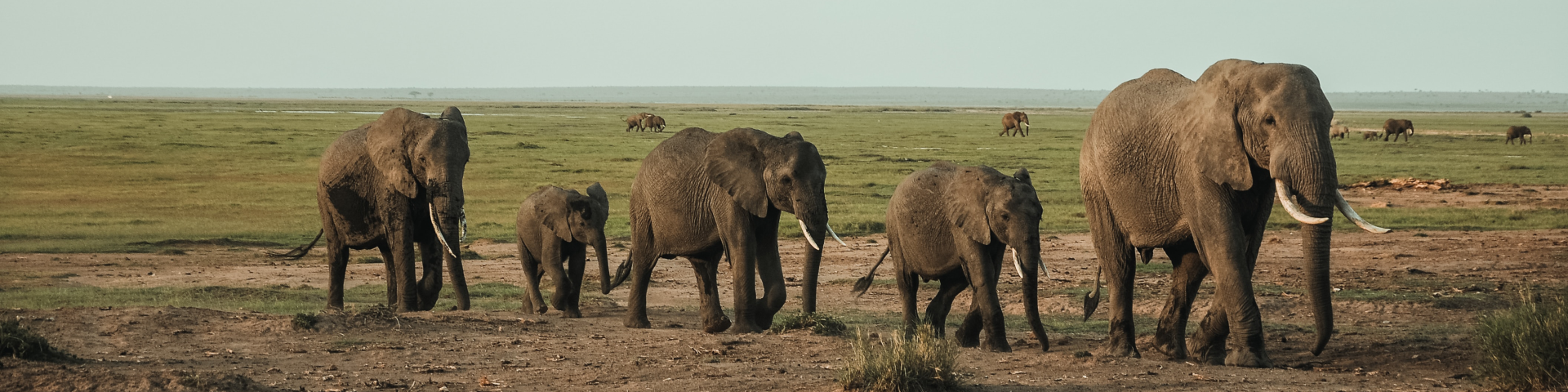 A herd of elephants plods single-file across an arid scene.