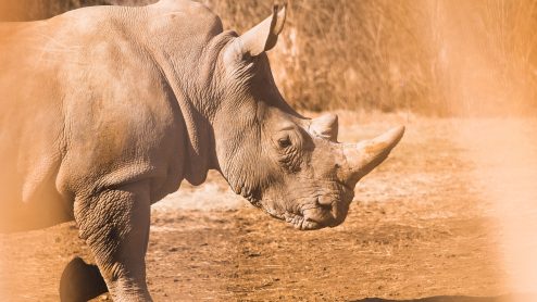 A rhino trots by