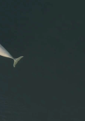 A beluga mother and baby swimming as seen from above