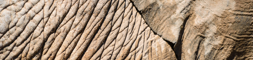 Extreme close-up of an elephant's skin and ear