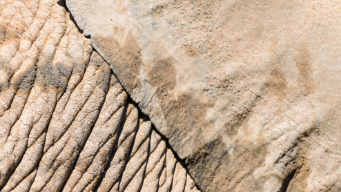 Extreme close-up of an elephant's skin and ear